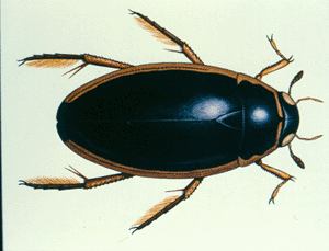 predaceous-diving-beetle.gif